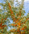 Sea Buckthorn